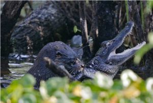 How a River Otter Can Bag an Alligator for Lunch.jpg