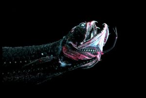 19-Creatures-From-The-Mariana-Trench-Wtf-Gallery_1